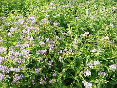 155 Longwood Gardens [2008 August 23]